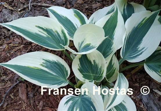 Hosta Firn Line